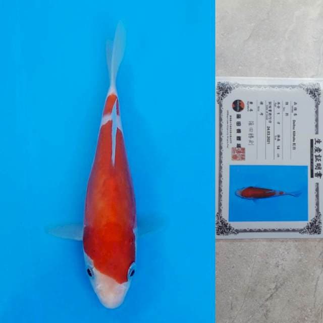 Shinoda Kohaku Doitsu Certi