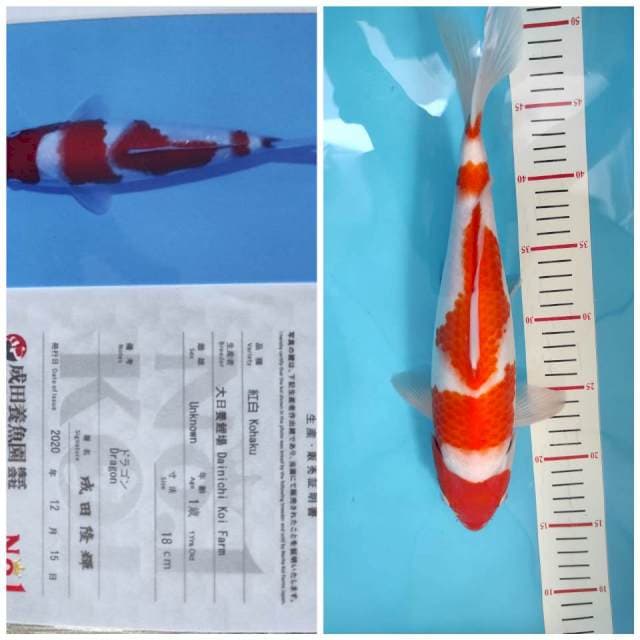 Dainichi Kohaku