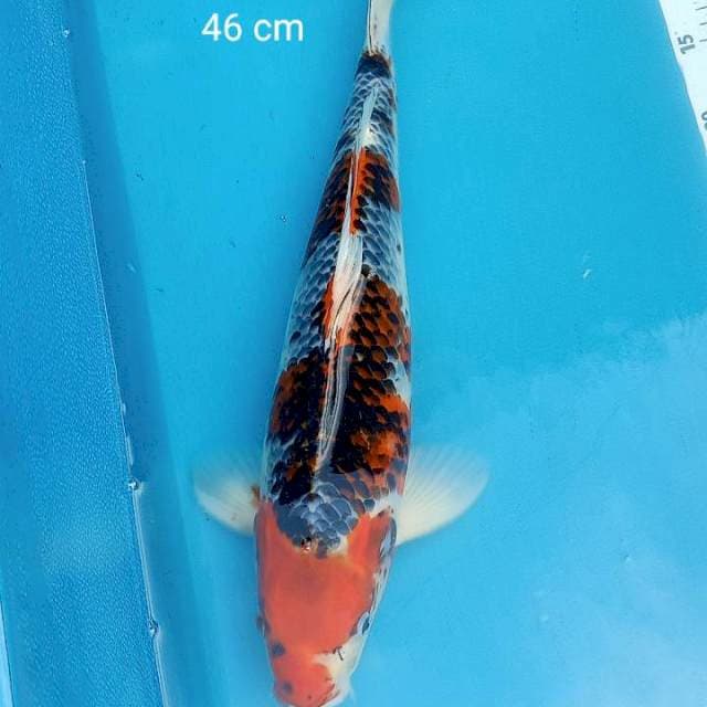 Kujaku 46cm