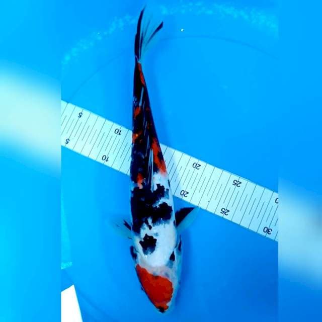 Taisho Sanshoku 