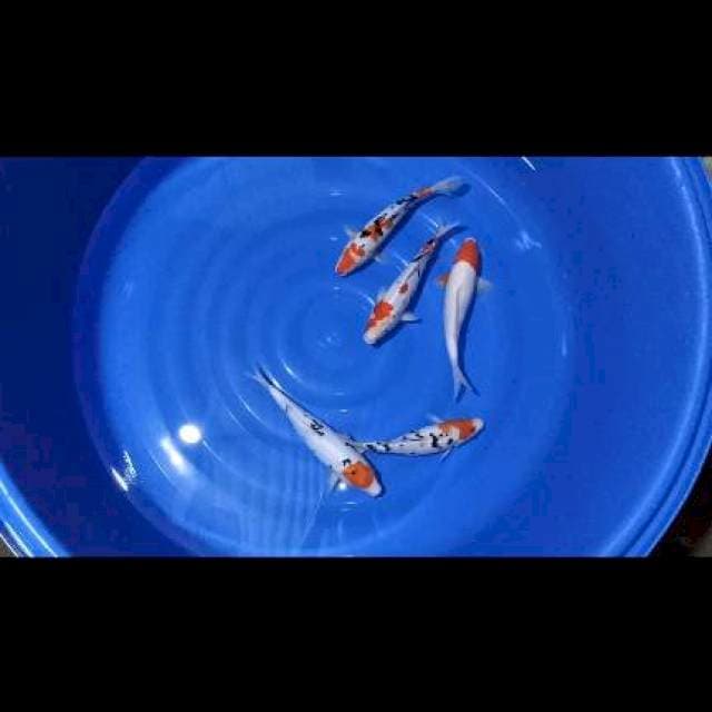 kohaku sanke 5 ekor