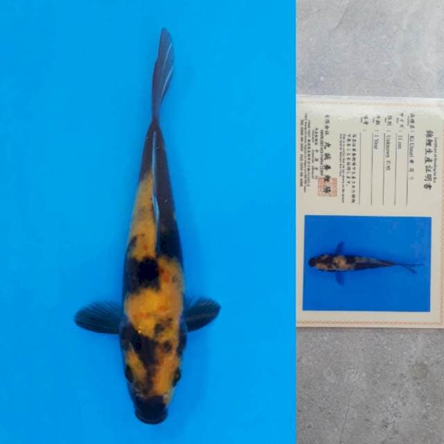 Marusei Ki-Utsuri Certi