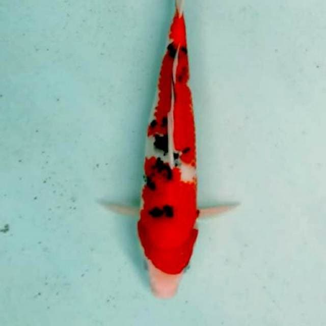 Sanke 32cm..merah