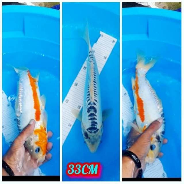 Hana Shusui 33CM