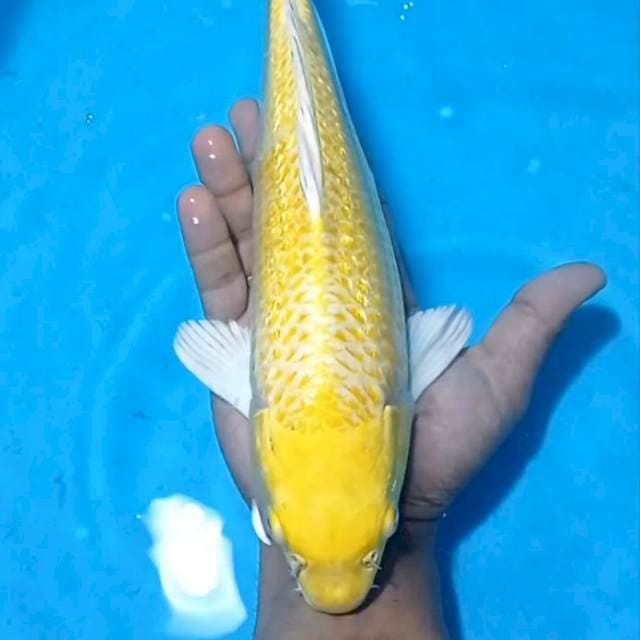 Yamabuki Ogon 34cm penjinak