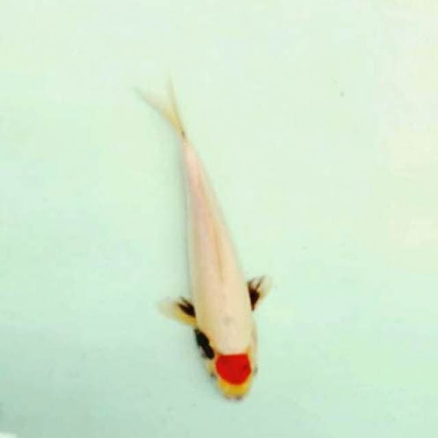 Tancho showa 34cm..body sip
