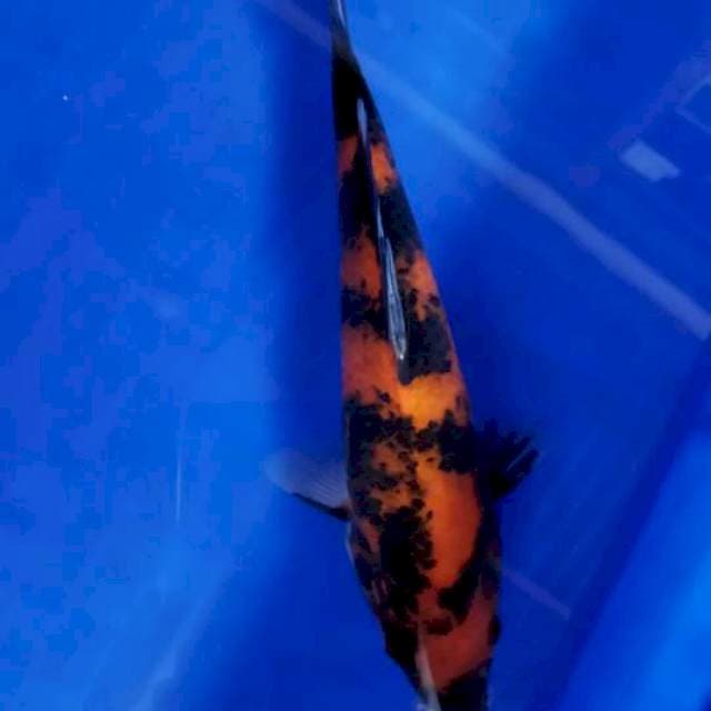 #HI SHOWA #23 CM