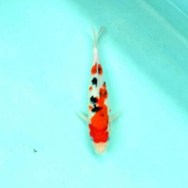 Sakurazo sanke 31cm..body siip