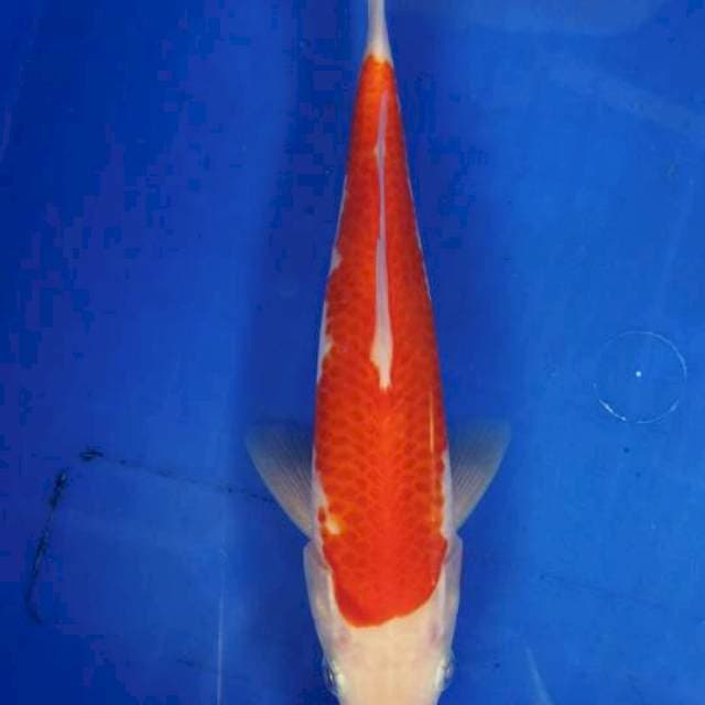 #KOHAKU #23 CM