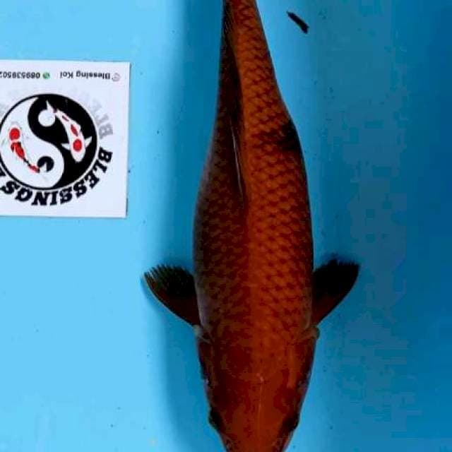 # CHAGOI # 35 CM