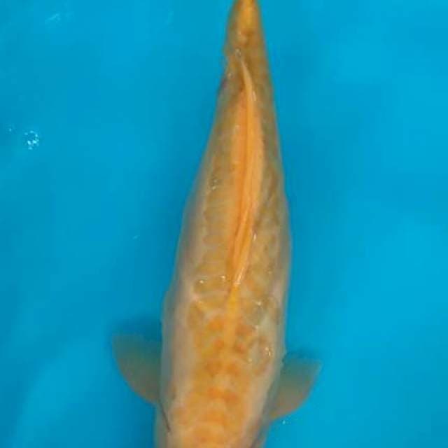 52cm Karashi Aragoke