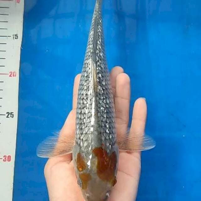 29cm Ochiba Ginrin