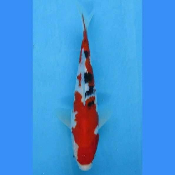 Near Koi - Sanke 22cm