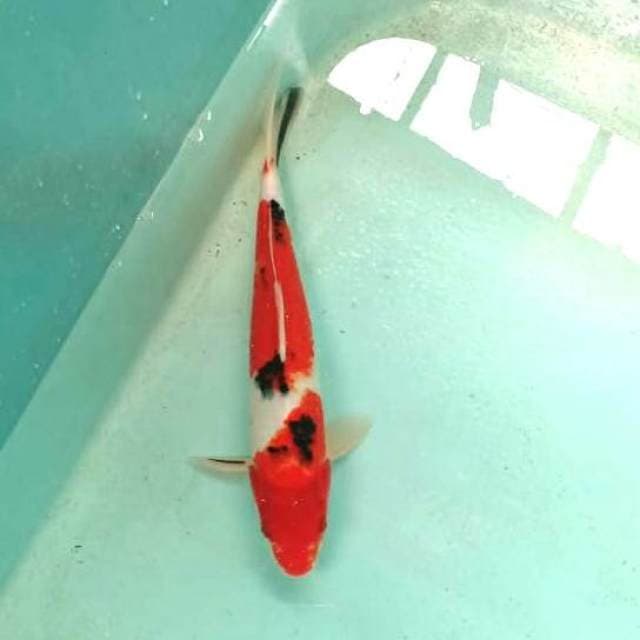 Sanke merah 33cm