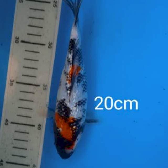 Showa gindrin 20cm 