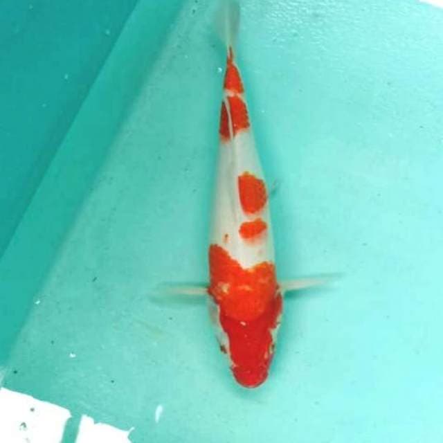 Kohaku 37cn