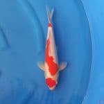 Kohaku Maruten