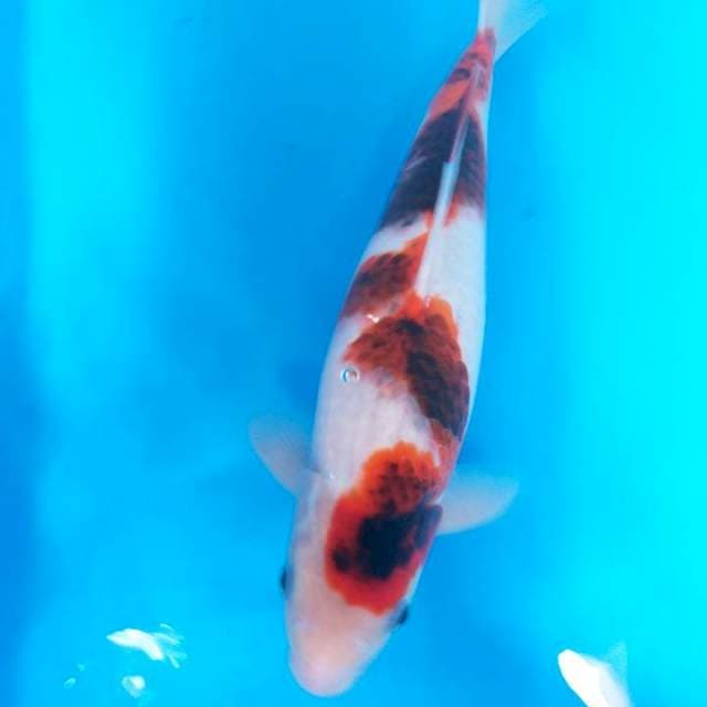 Goromo