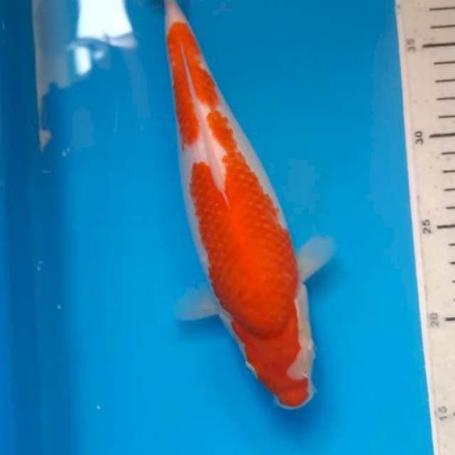 Kohaku 25cm