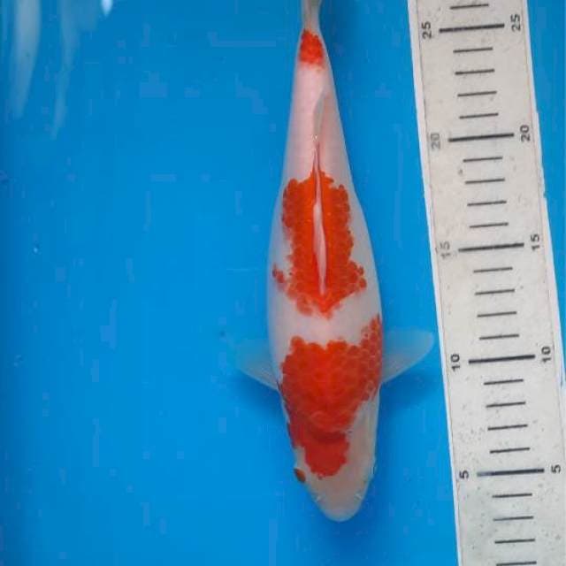 Kohaku 25cm
