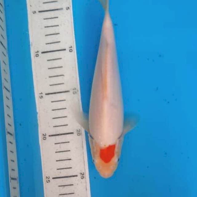 Tancho 21cm