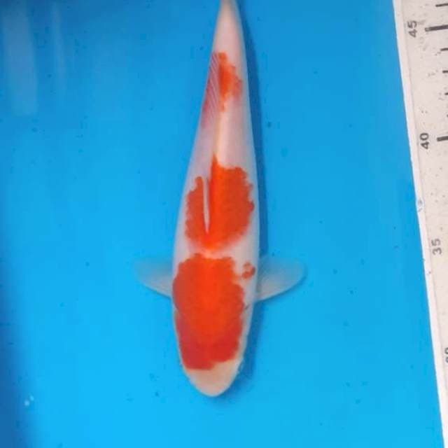 Kuhaku 21cm