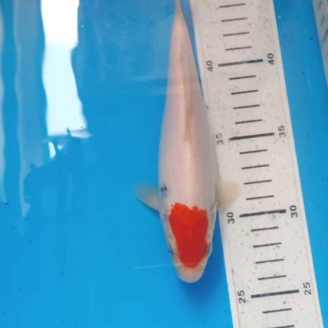Tancho 20cm