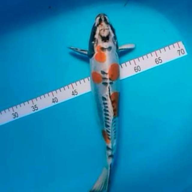 Kiko 37cm