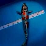Kiko 37cm