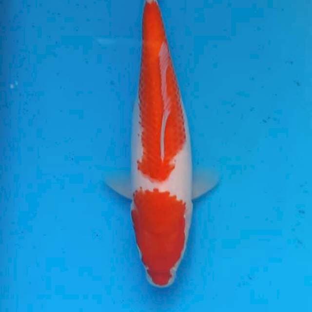 Kohaku 20cm