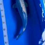 Mukasi 37cm