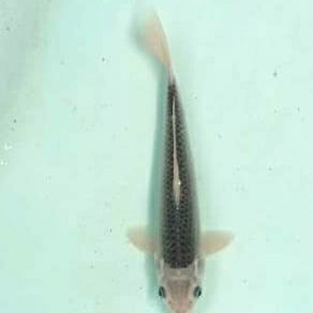 Asagi sakai non serti 32cm
