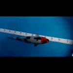 Showa32cm
