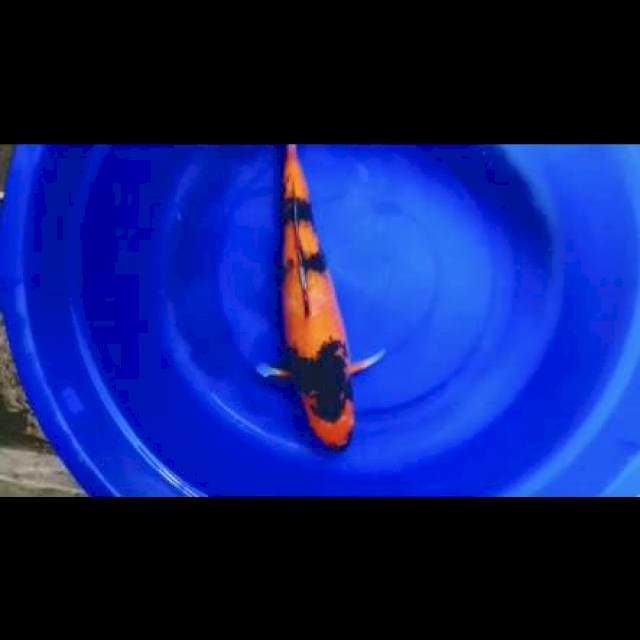 Showa 40cm