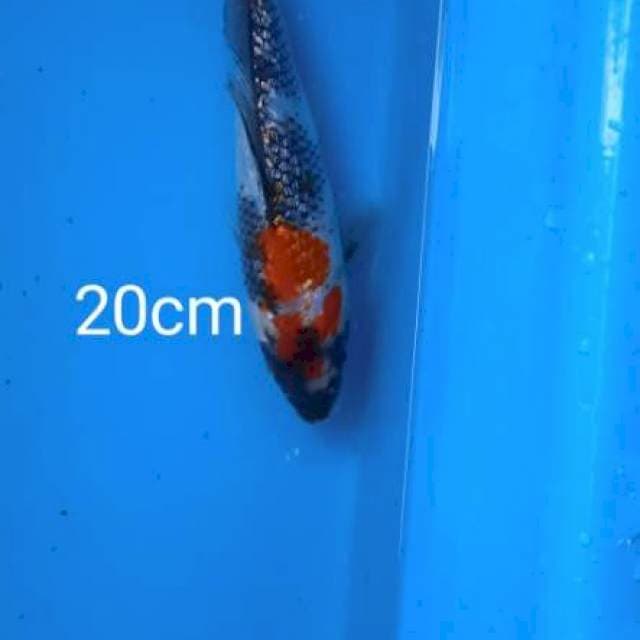 Showa gindrin 20cm 