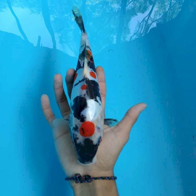Maruten kindai Showa doitsu 26 cm