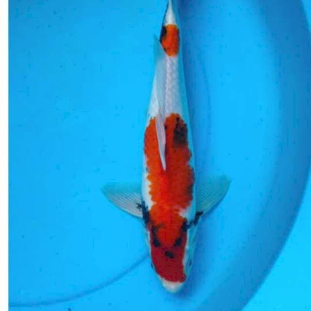 Showa 36cm 