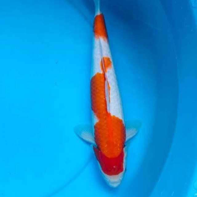 Kohaku 35cm 