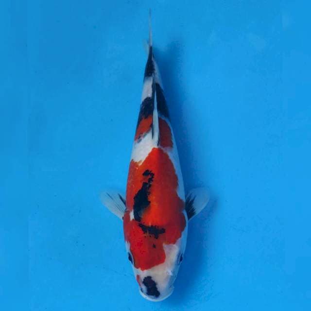 Maruhiro Showa