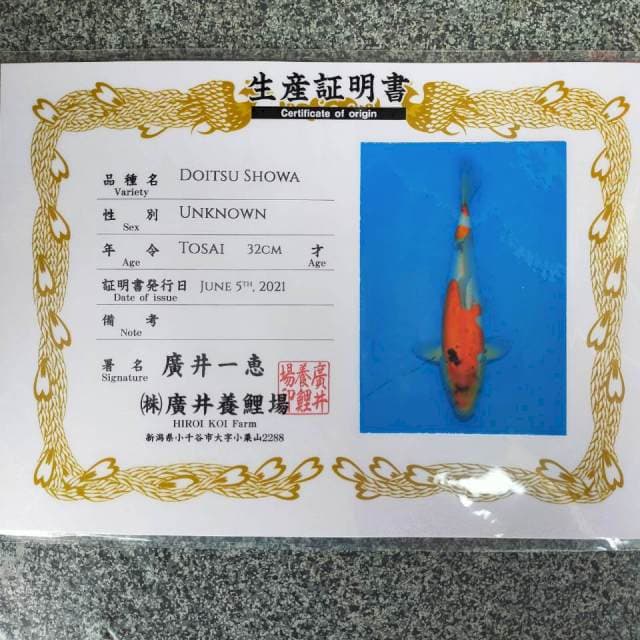 Showa doitsu 33cm / import