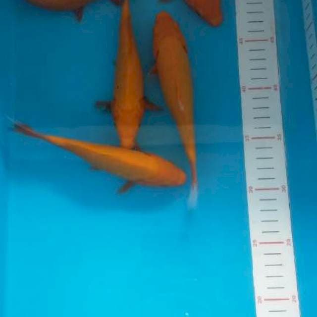 benigoi size 21-23 cm 5 ekor