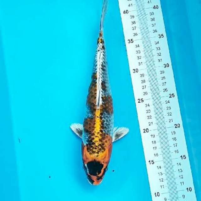Black Tanco Kujaku 30 cm