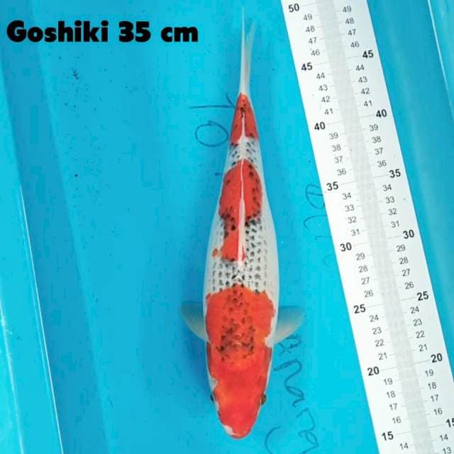 Goshiki 35 cm