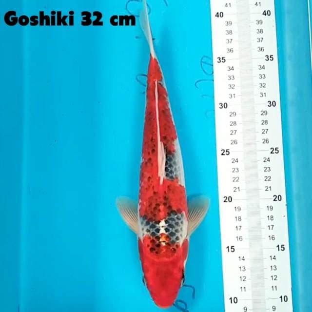 Goshiki 32 cm