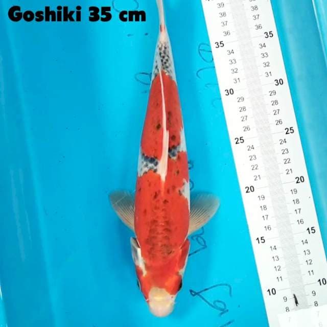 Goshiki 35 cm