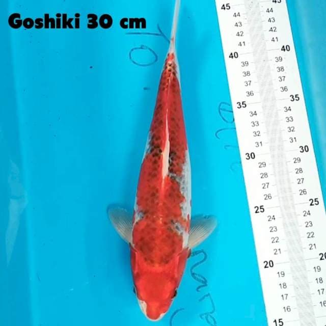 Goshiki 30 cm