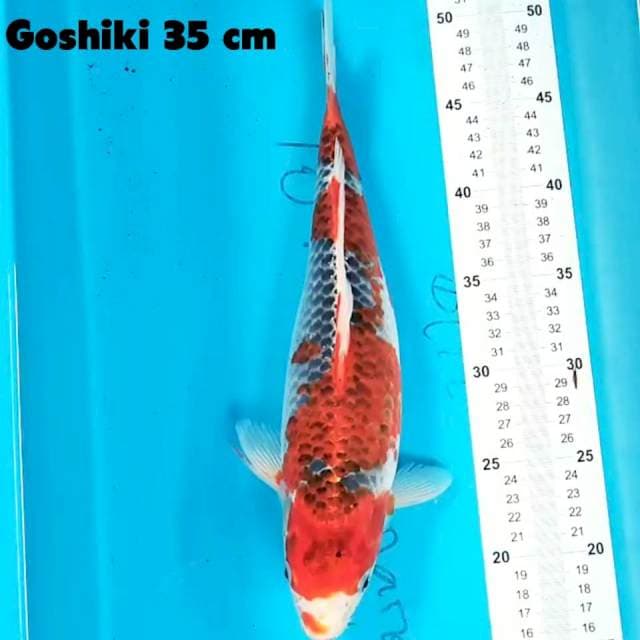 Goshiki 35 cm