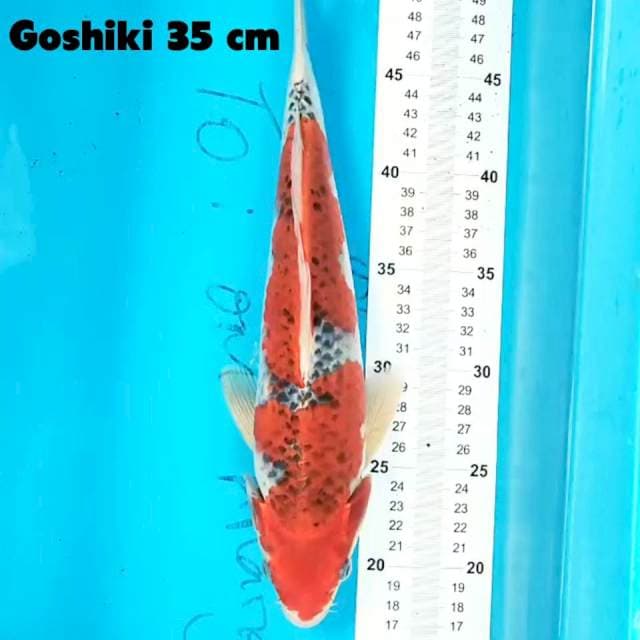 Goshiki 35 cm