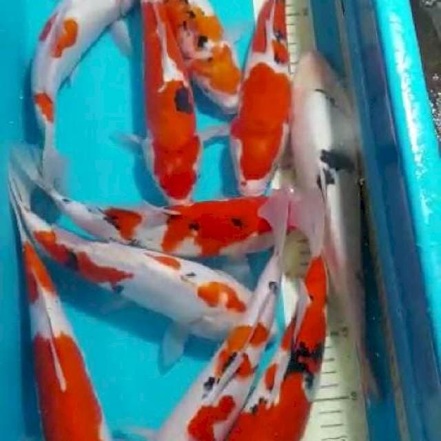 Paket Mix Asikk 10 Ekor gaskuun