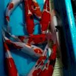Paket Mix Asikk 10 Ekor gaskuun